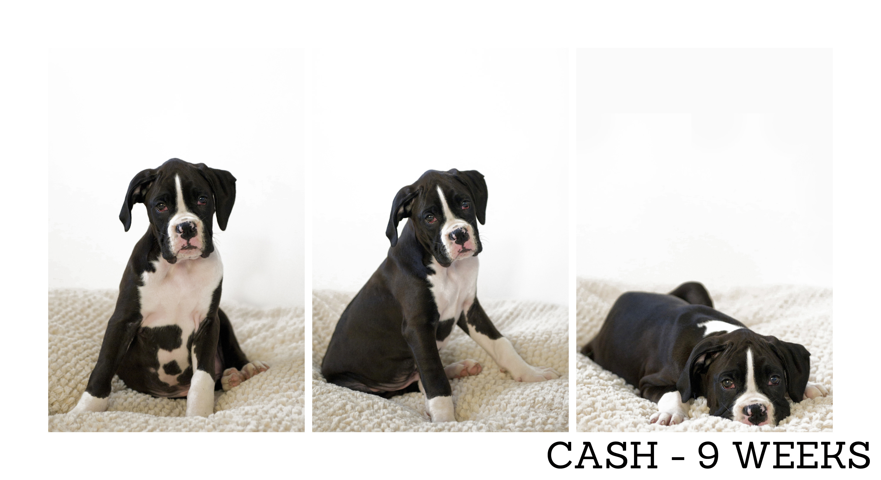 Watch Cash Grow